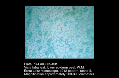PS-LAK-005-001.png – Vicia faba leaf, lower epiderm peel, W.M.