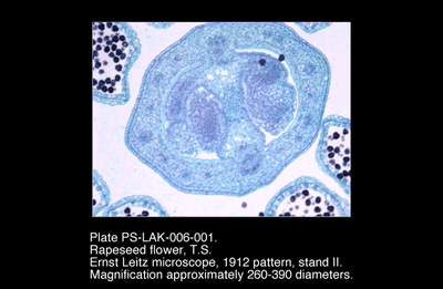 PS-LAK-006-001.png – Rapeseed flower, T.S.