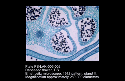 PS-LAK-006-002.png – Rapeseed flower, T.S.