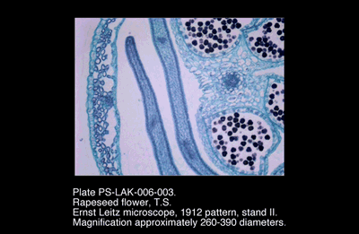 PS-LAK-006-003.png – Rapeseed flower, T.S.