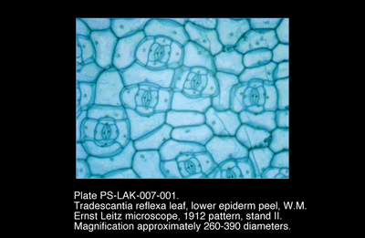 PS-LAK-007-001.png – Tradescantia reflexa leaf, lower epiderm peel, W.M.