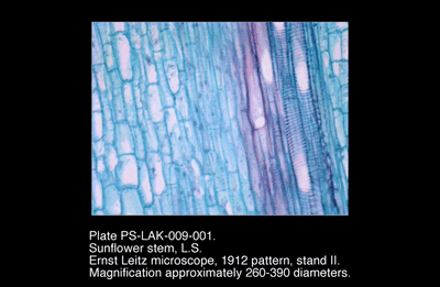 PS-LAK-009-001.png – Sunflower stem, L.S.