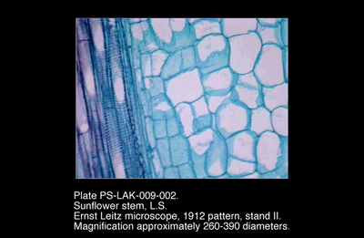 PS-LAK-009-002.png – Sunflower stem, L.S.