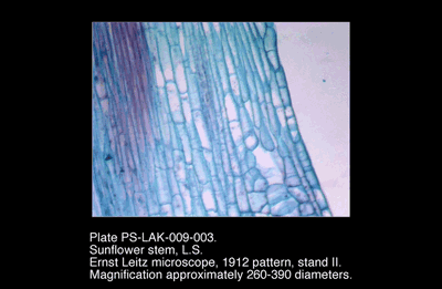 PS-LAK-009-003.png – Sunflower stem, L.S.