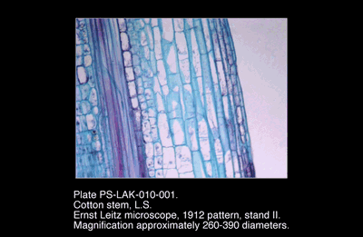 PS-LAK-010-001.png – Cotton stem, L.S.