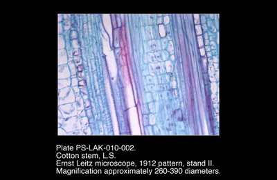 PS-LAK-010-002.png – Cotton stem, L.S.