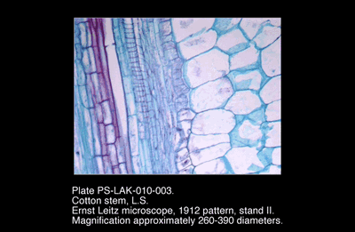 PS-LAK-010-003.png – Cotton stem, L.S.