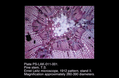 PS-LAK-011-001.png – Pine stem, T.S.