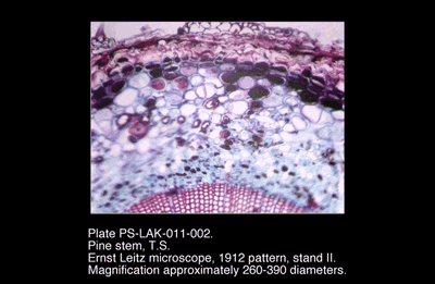 PS-LAK-011-002.png – Pine stem, T.S.