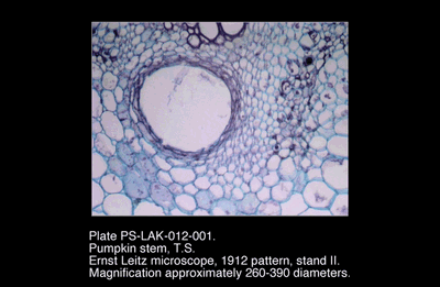 PS-LAK-012-001.png – Pumpkin stem, T.S.