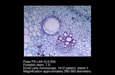 PS-LAK-012-002.png – Pumpkin stem, T.S.