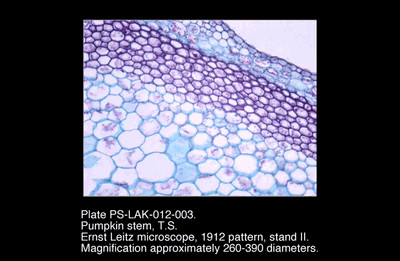 PS-LAK-012-003.png – Pumpkin stem, T.S.