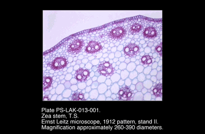 PS-LAK-013-001.png – Zea stem, T.S.