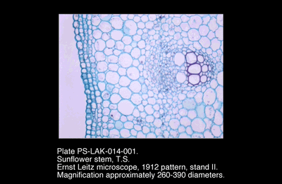 PS-LAK-014-001.png – Sunflower stem, T.S.