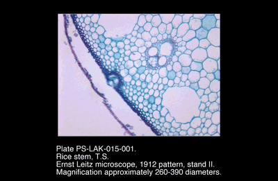 PS-LAK-015-001.png – Rice stem, T.S.