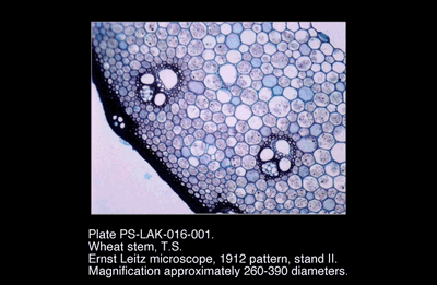 PS-LAK-016-001.png – Wheat stem, T.S.