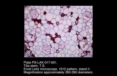 PS-LAK-017-001.png – Tilia stem, T.S.
