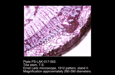 PS-LAK-017-002.png – Tilia stem, T.S.