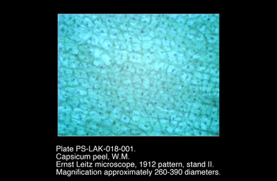 PS-LAK-018-001.png – Capsicum peel, W.M.