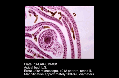 PS-LAK-019-001.png – Apical bud, L.S.