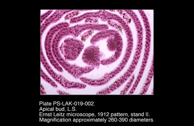 PS-LAK-019-002.png – Apical bud, L.S.