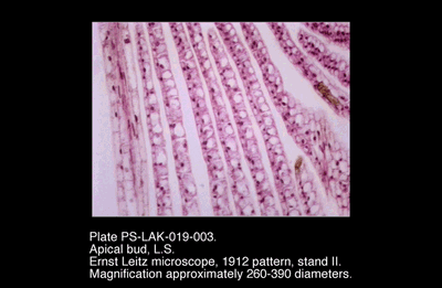 PS-LAK-019-003.png – Apical bud, L.S.
