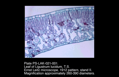 PS-LAK-021-001.png – Leaf of Ligustrum lucidum, T.S.
