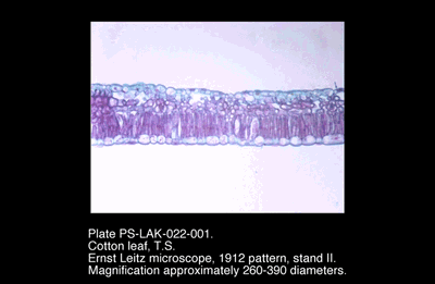 PS-LAK-022-001.png – Cotton leaf, T.S.