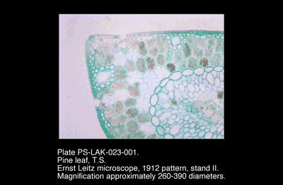 PS-LAK-023-001.png – Pine leaf, T.S.