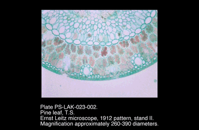 PS-LAK-023-002.png – Pine leaf, T.S.