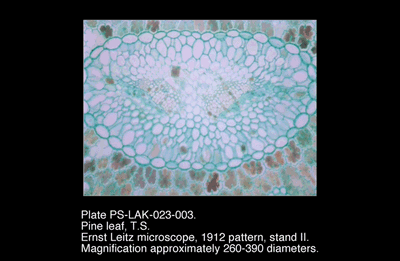 PS-LAK-023-003.png – Pine leaf, T.S.