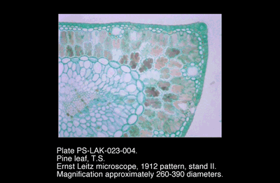 PS-LAK-023-004.png – Pine leaf, T.S.