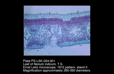 PS-LAK-024-001.png – Leaf of Nerium indicum, T.S.