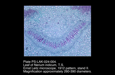 PS-LAK-024-004.png – Leaf of Nerium indicum, T.S.