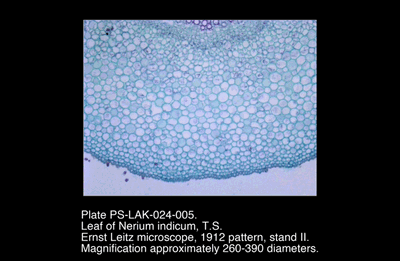 PS-LAK-024-005.png – Leaf of Nerium indicum, T.S.