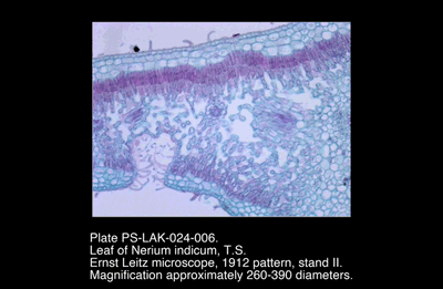 PS-LAK-024-006.png – Leaf of Nerium indicum, T.S.