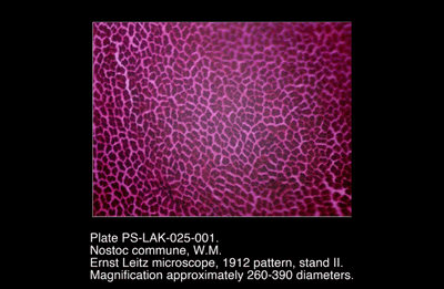 PS-LAK-025-001.png – Nostoc commune, W.M.