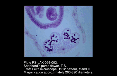 PS-LAK-026-002.png – Shepherd’s purse flower, T.S.