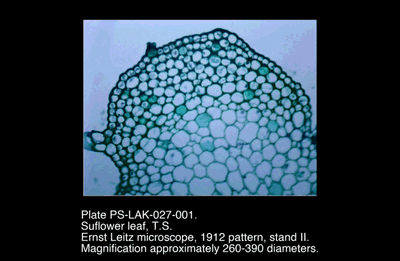 PS-LAK-027-001.png – Sunflower leaf, T.S.