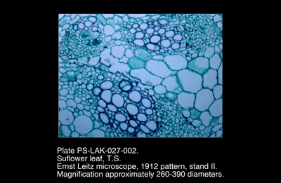 PS-LAK-027-002.png – Sunflower leaf, T.S.