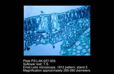 PS-LAK-027-003.png – Sunflower leaf, T.S.