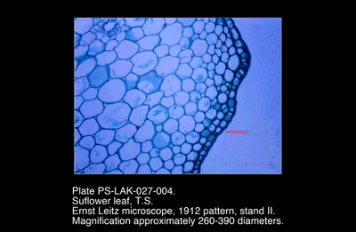 PS-LAK-027-004.png – Sunflower leaf, T.S.