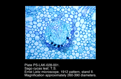 PS-LAK-028-001.png – Sago cycas leaf, T.S.