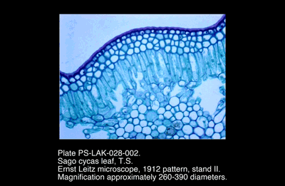 PS-LAK-028-002.png – Sago cycas leaf, T.S.