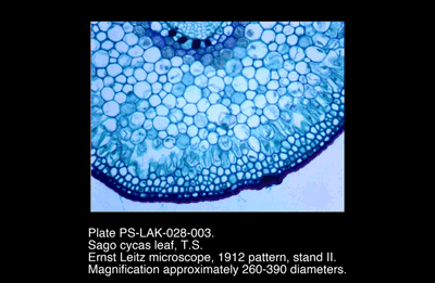 PS-LAK-028-003.png – Sago cycas leaf, T.S.