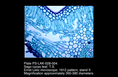 PS-LAK-028-004.png – Sago cycas leaf, T.S.