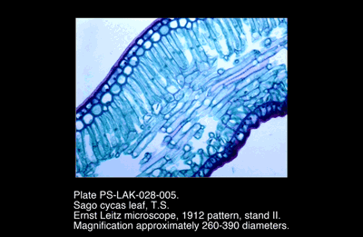 PS-LAK-028-005.png – Sago cycas leaf, T.S.