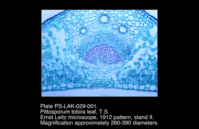 PS-LAK-029-001.png – Pittosporum tobira leaf, T.S.