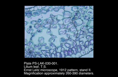 PS-LAK-030-001.png – Lilium leaf, T.S.