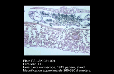 PS-LAK-031-001.png – Fern leaf, T.S.